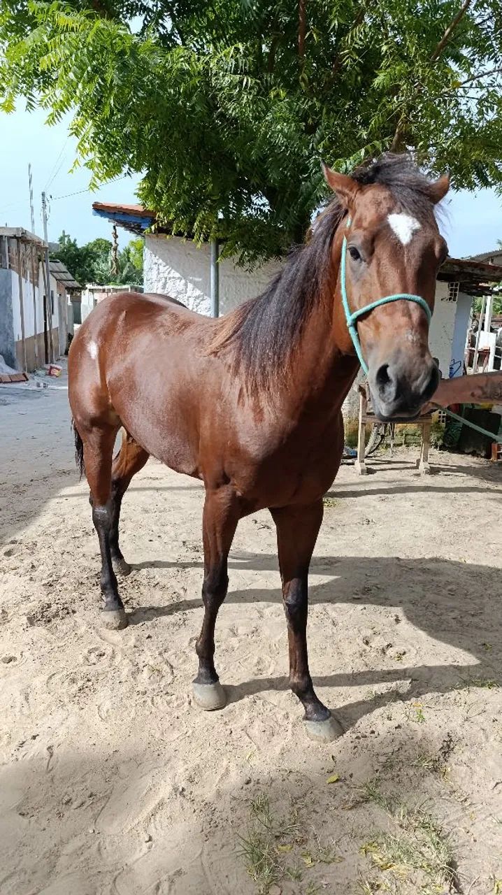 Pra vender ( NEGOCIAVEL O VALOR )