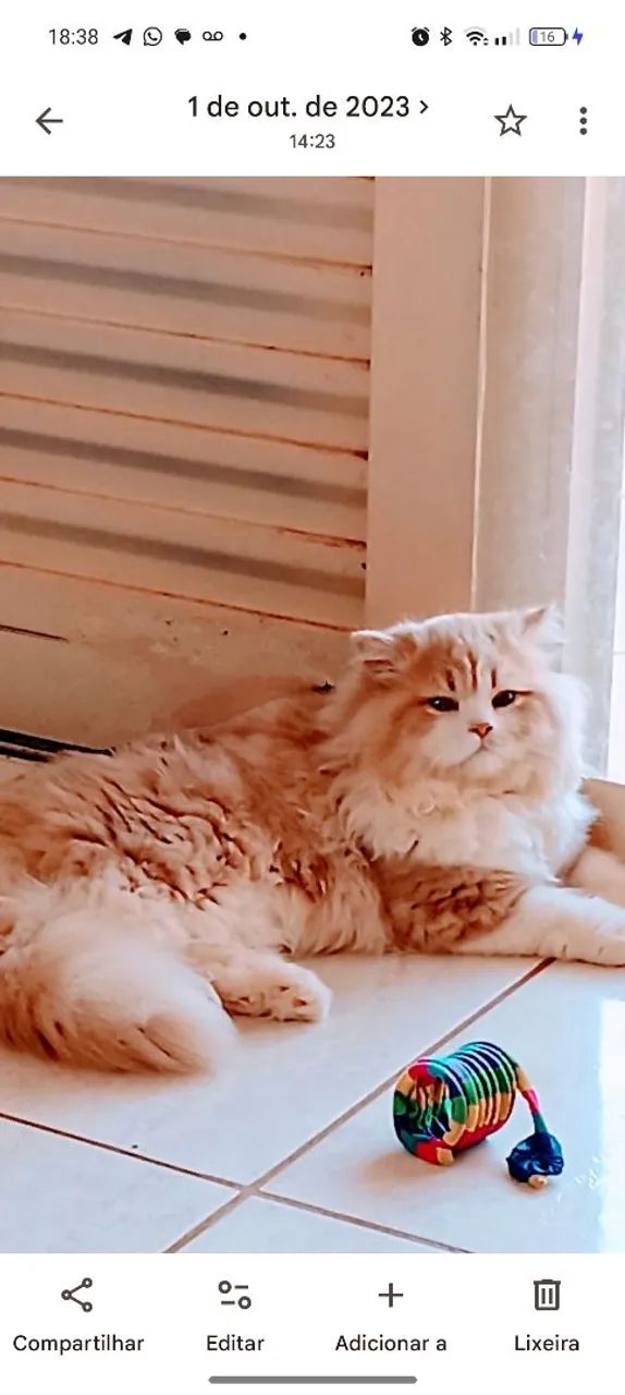 Gato persa - Foto 5
