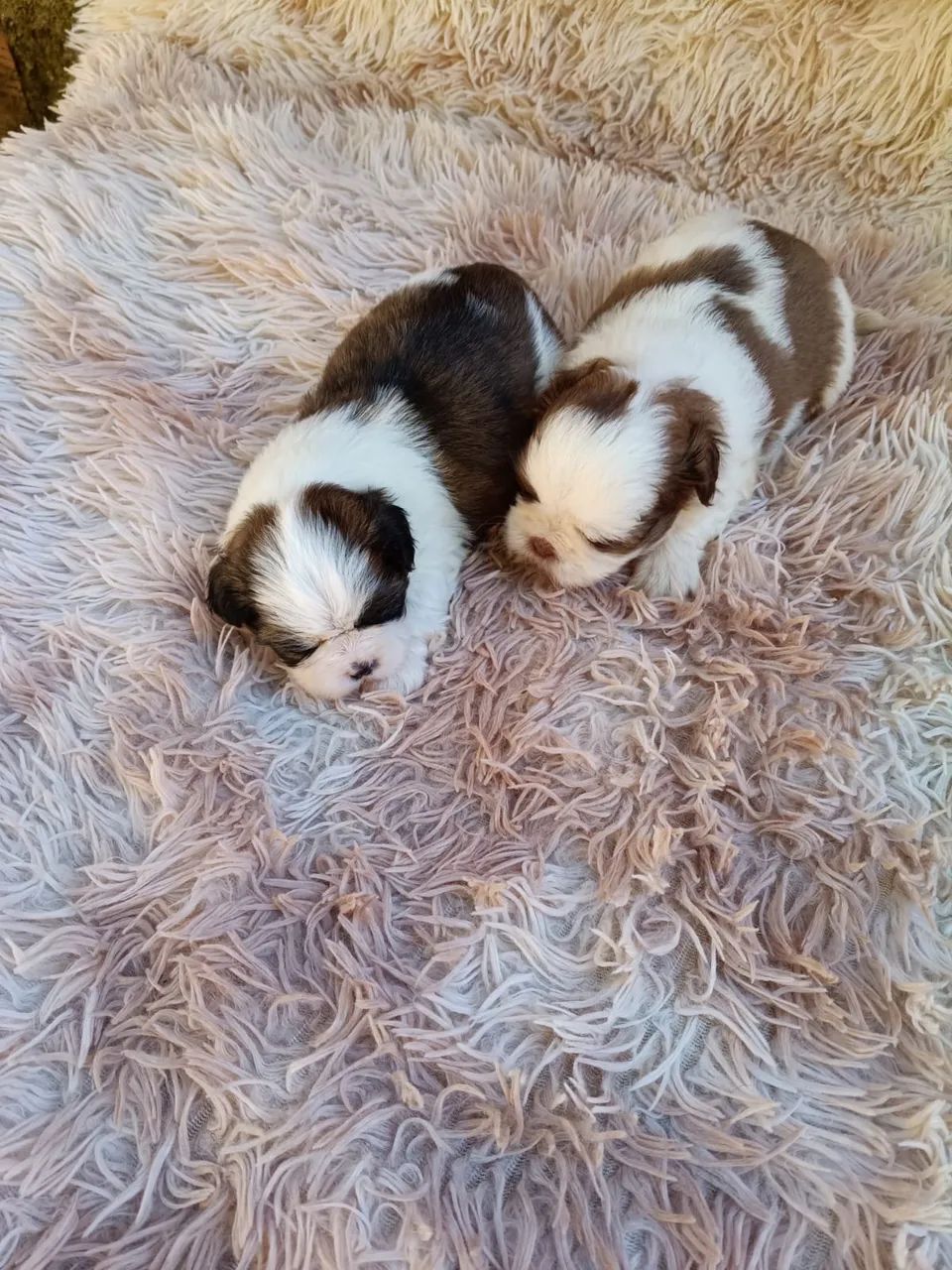 Shihtzu fêmea e macho 