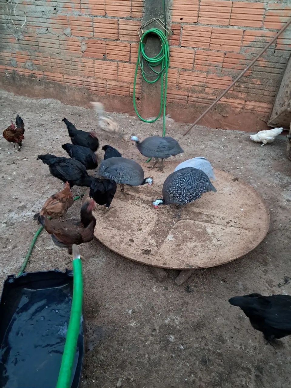 Galinhas e frngos