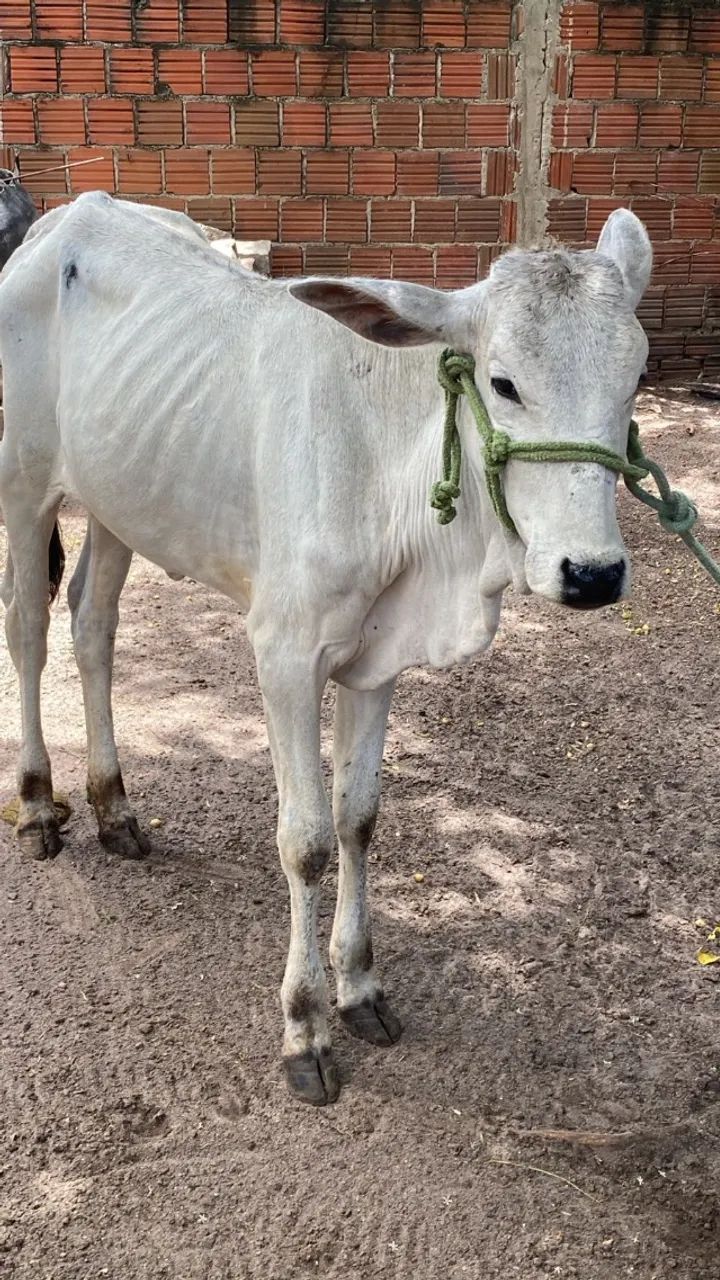 Bezerra Nelore 