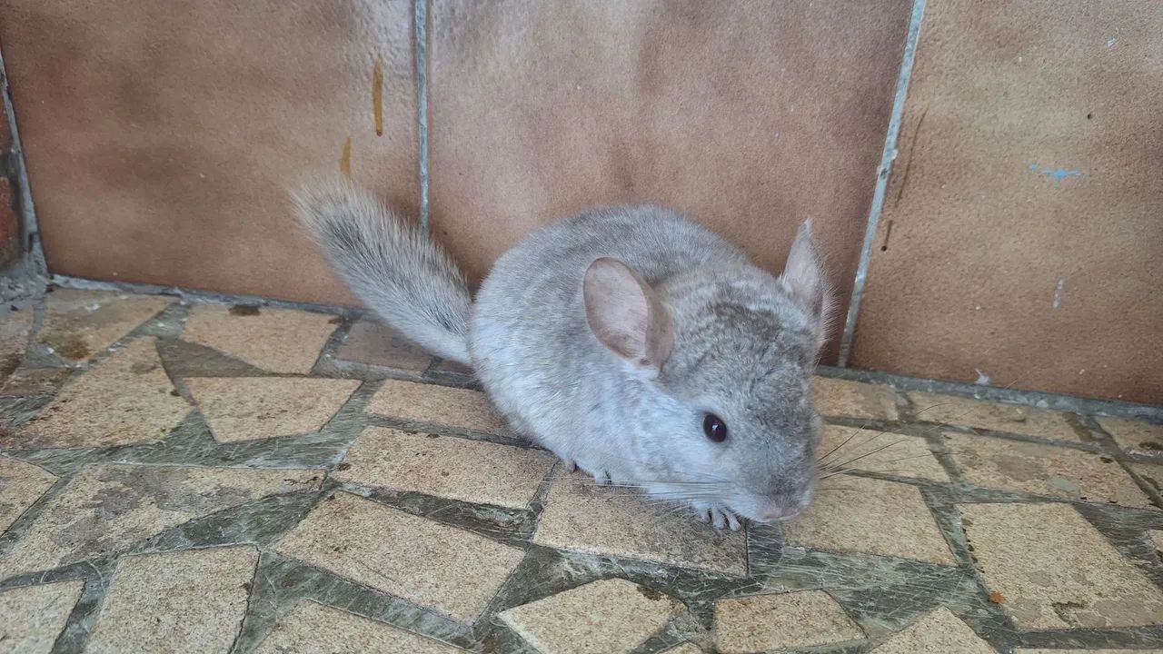 Chinchila  - Foto 3