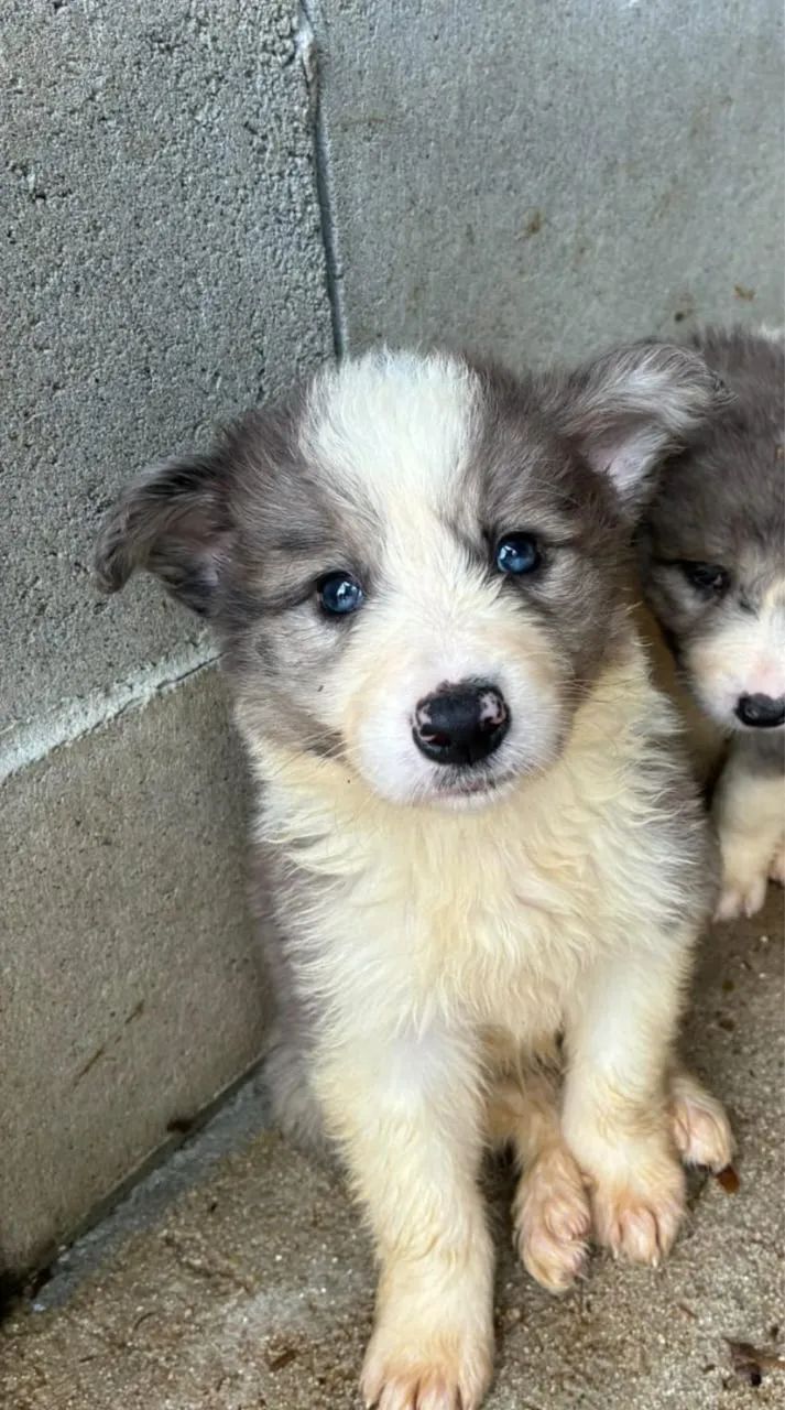 Border Collie LEGÍTIMO  - Foto 5