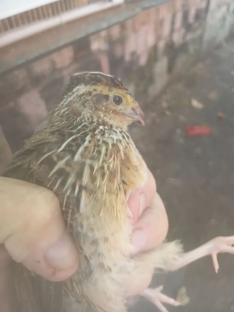 VENDO LINDOS FILHOTES DE CODORNAS - Foto 2