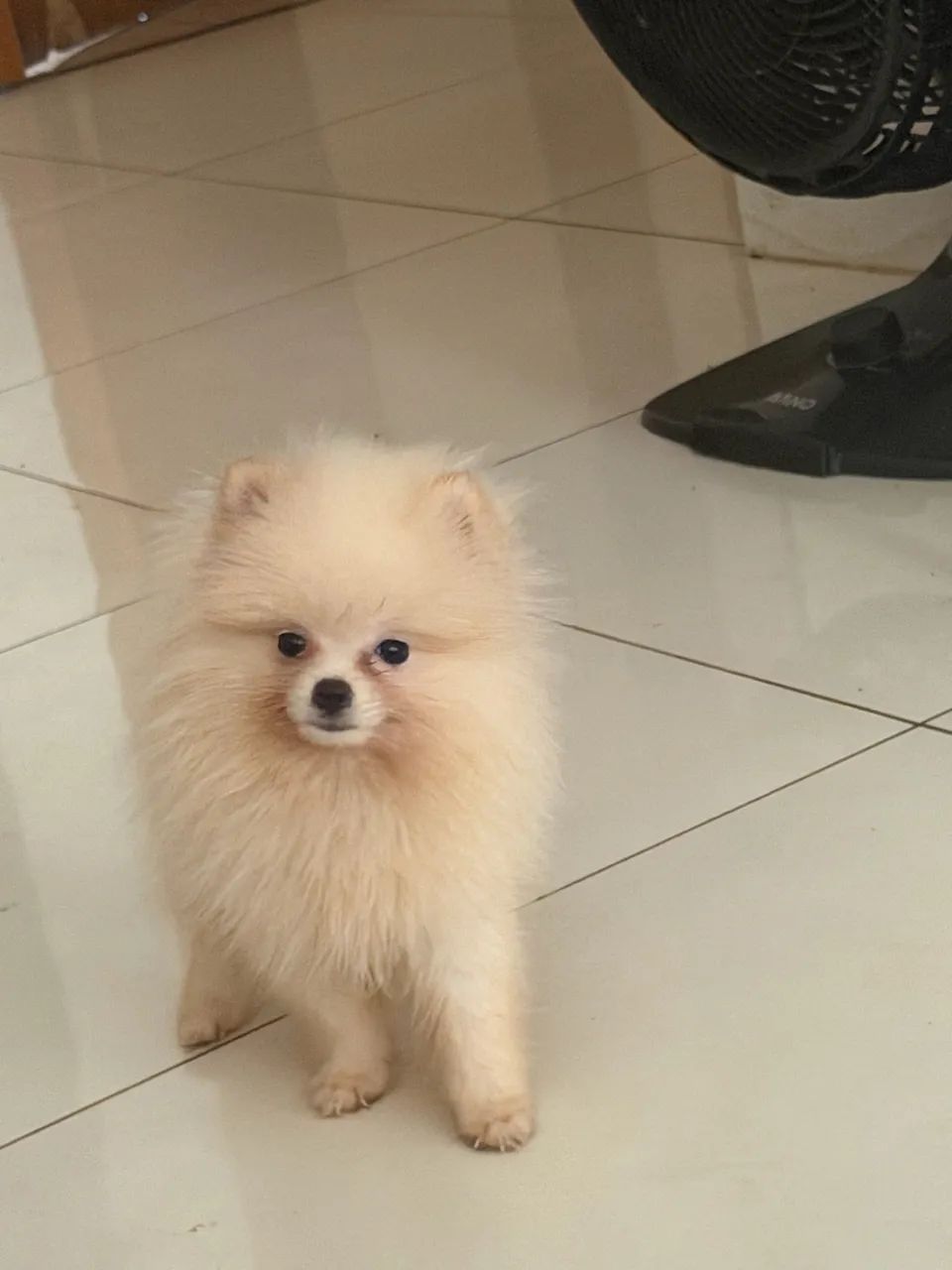Spitz alemão  - Foto 3