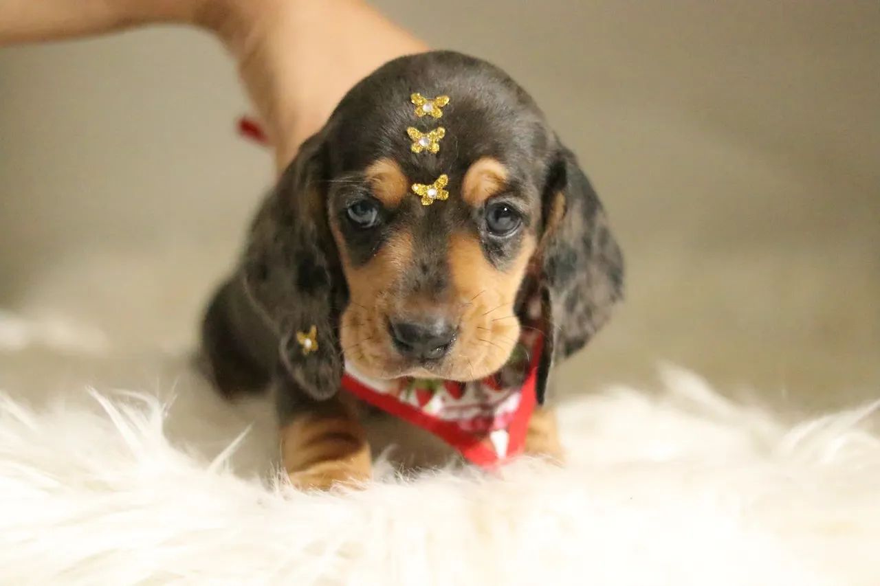 Dachsund PARCELAMOS  - Foto 4