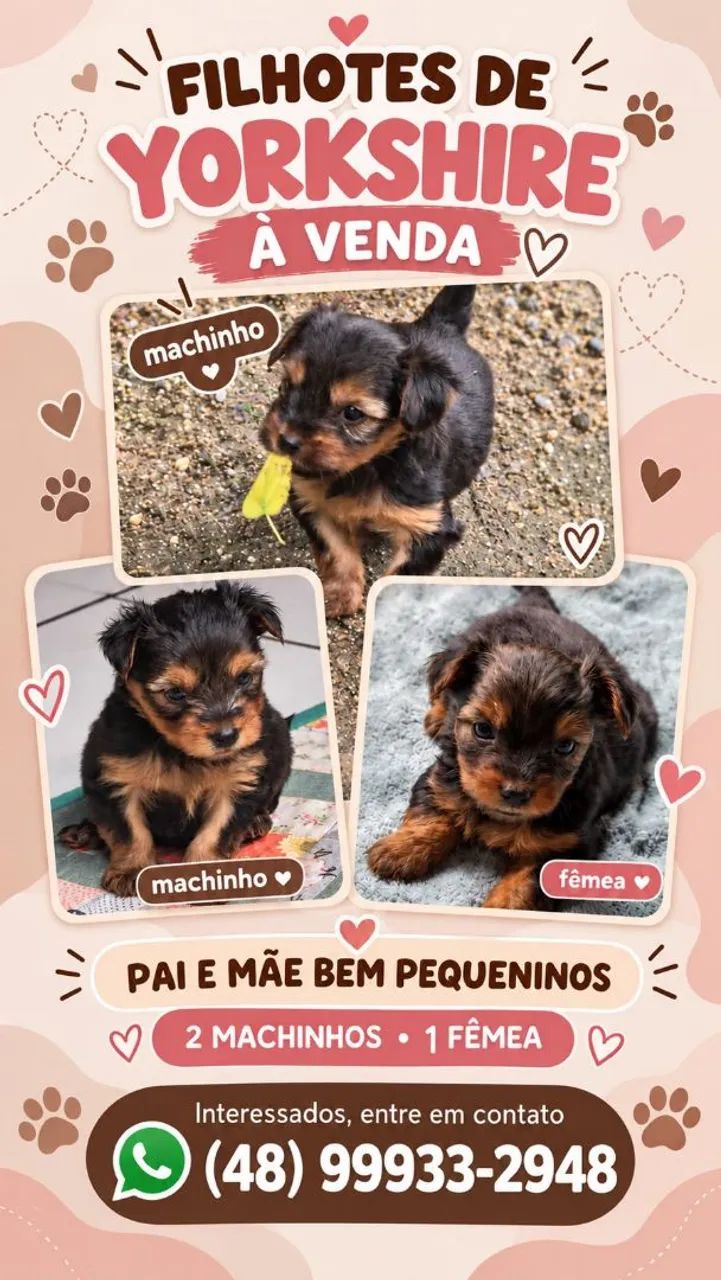 Lindos bebês 