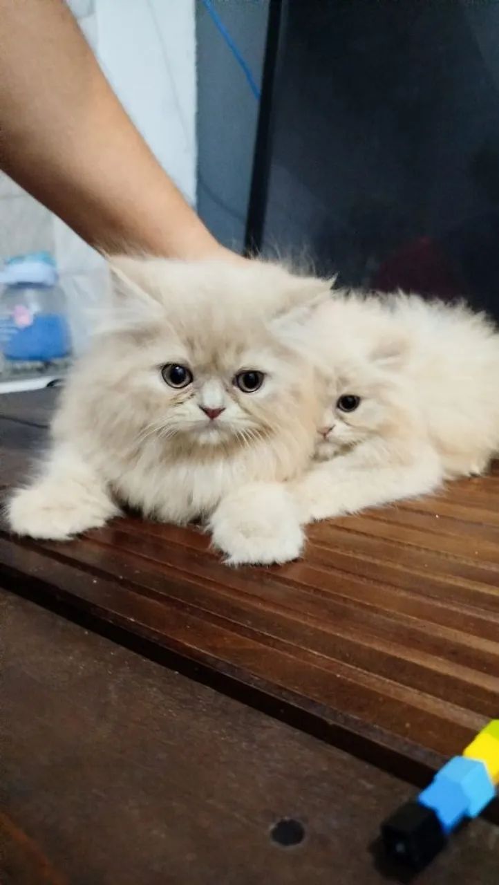Lindos filhotes de Gato Persa 