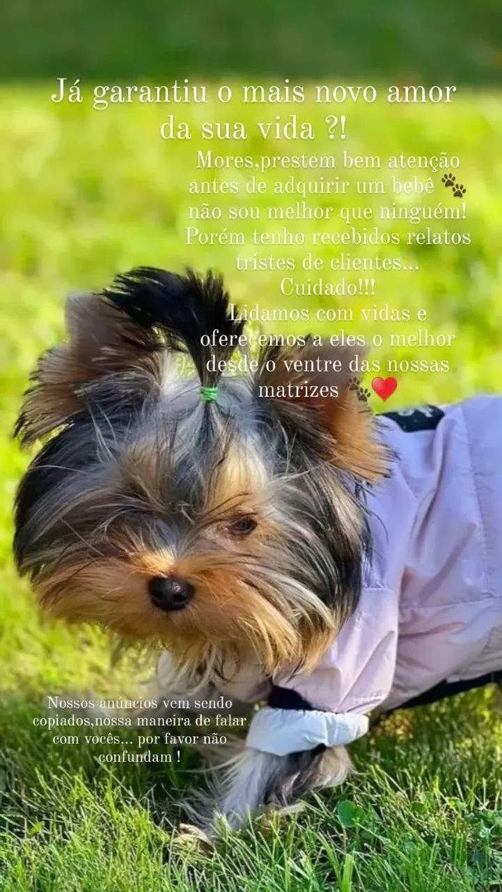 Bebês yorkshire terrier micro com pedigree! - Foto 5