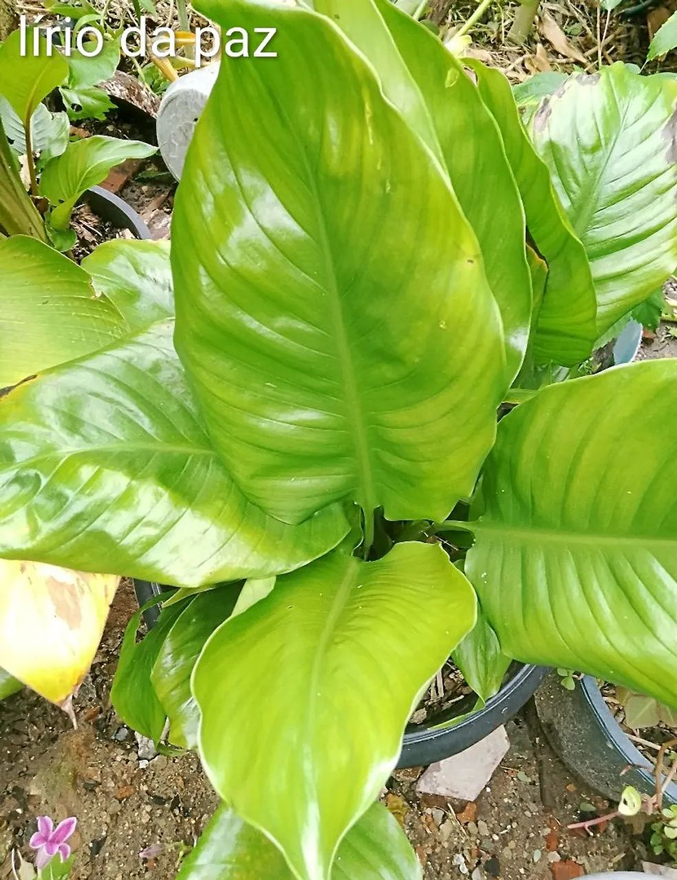 Lírio da paz florando  - Foto 3