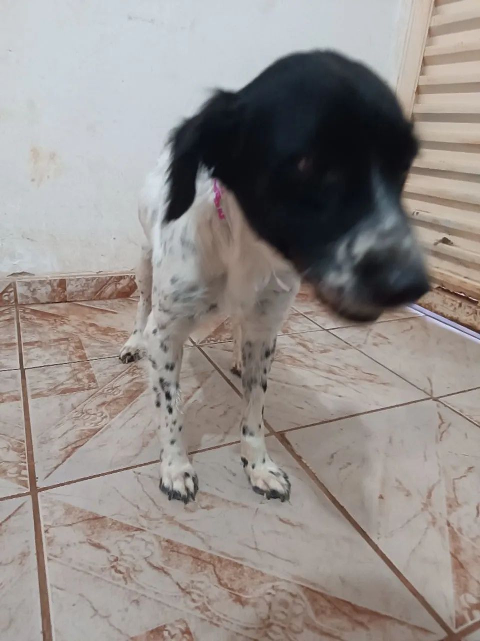 Doação castrada - Foto 3