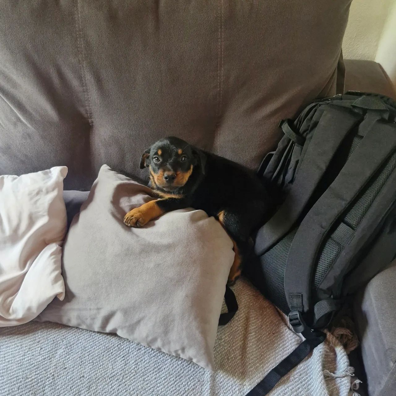 Cachorro rottweiler macho