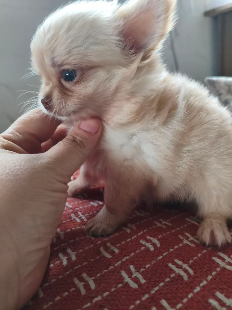 Chihuhaua 