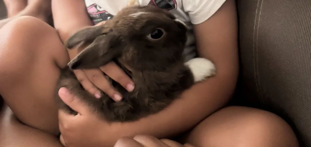 Coelho Netherland Dwarf - Foto 3