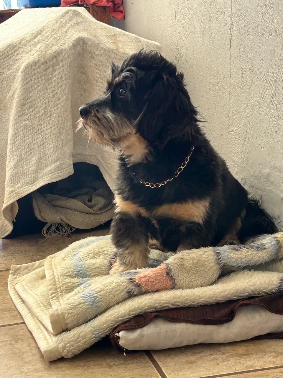 Cachorro  - Foto 4