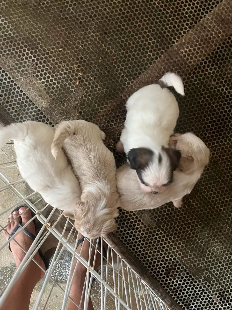 Cachorro  - Foto 3