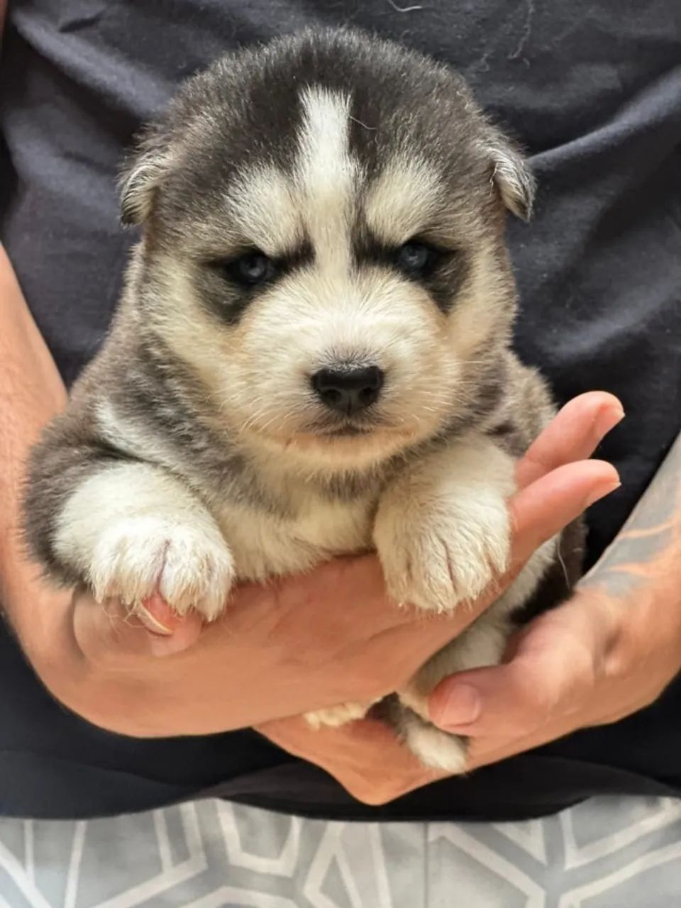 Filhote Husky Siberiano (Lobo), autêntico e puro. - Foto 2