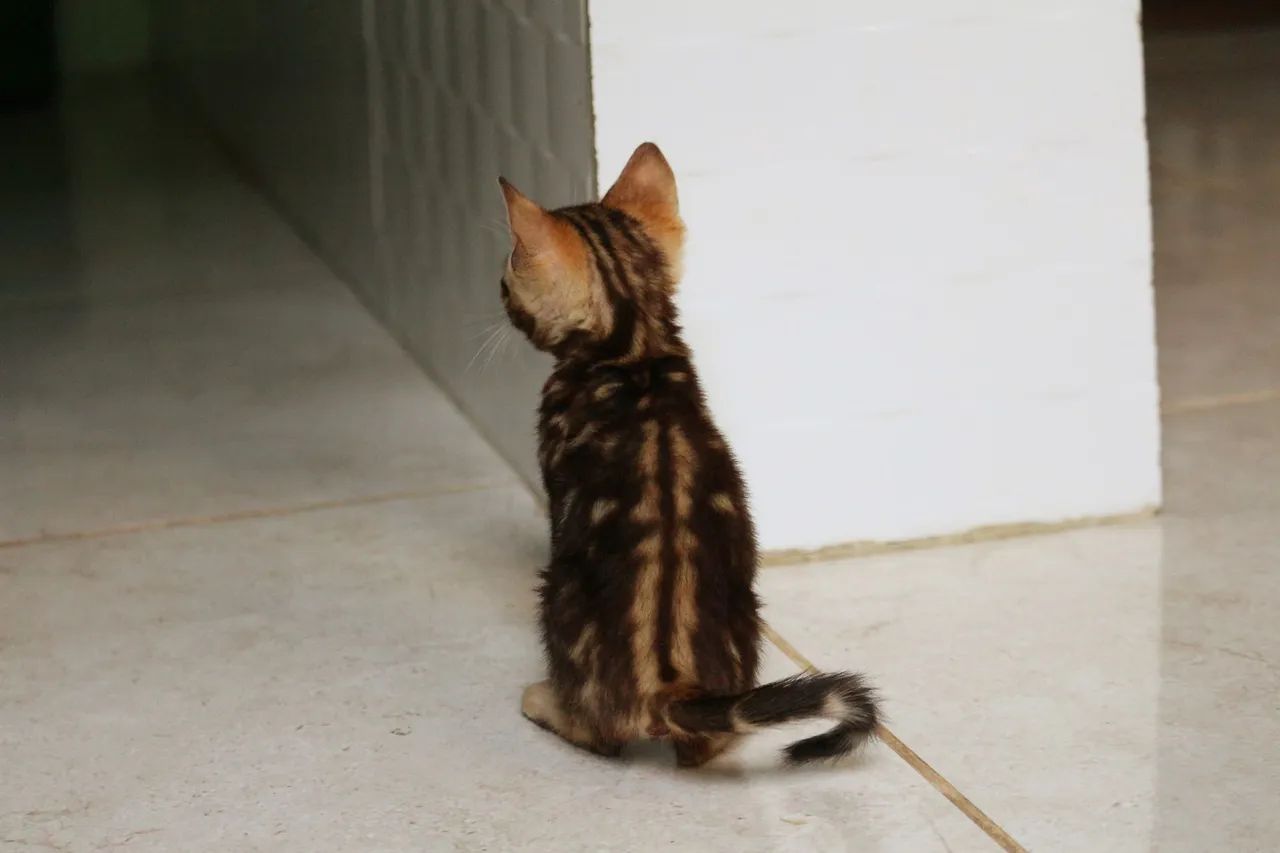 Bengal fêmea  - Foto 6