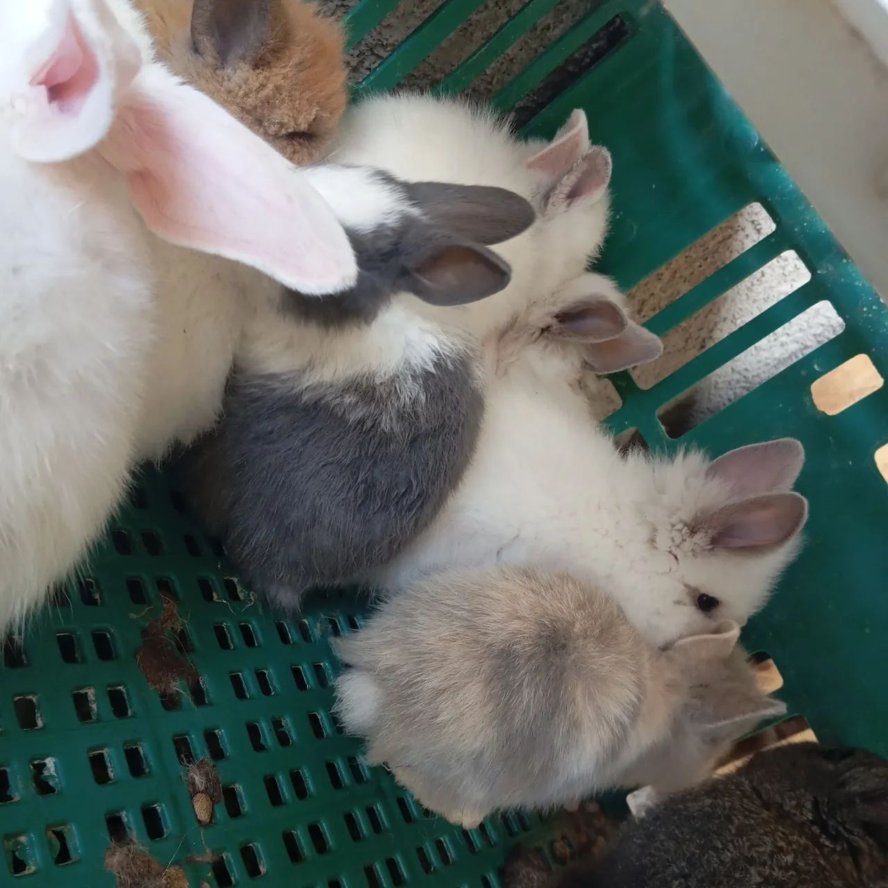 Hamster e coelhos  - Foto 5