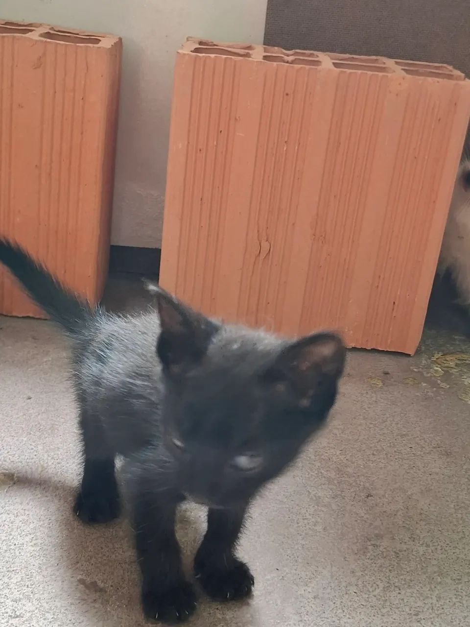 DOAÇÃO DE FELINOS SIAMÊS  - Foto 4