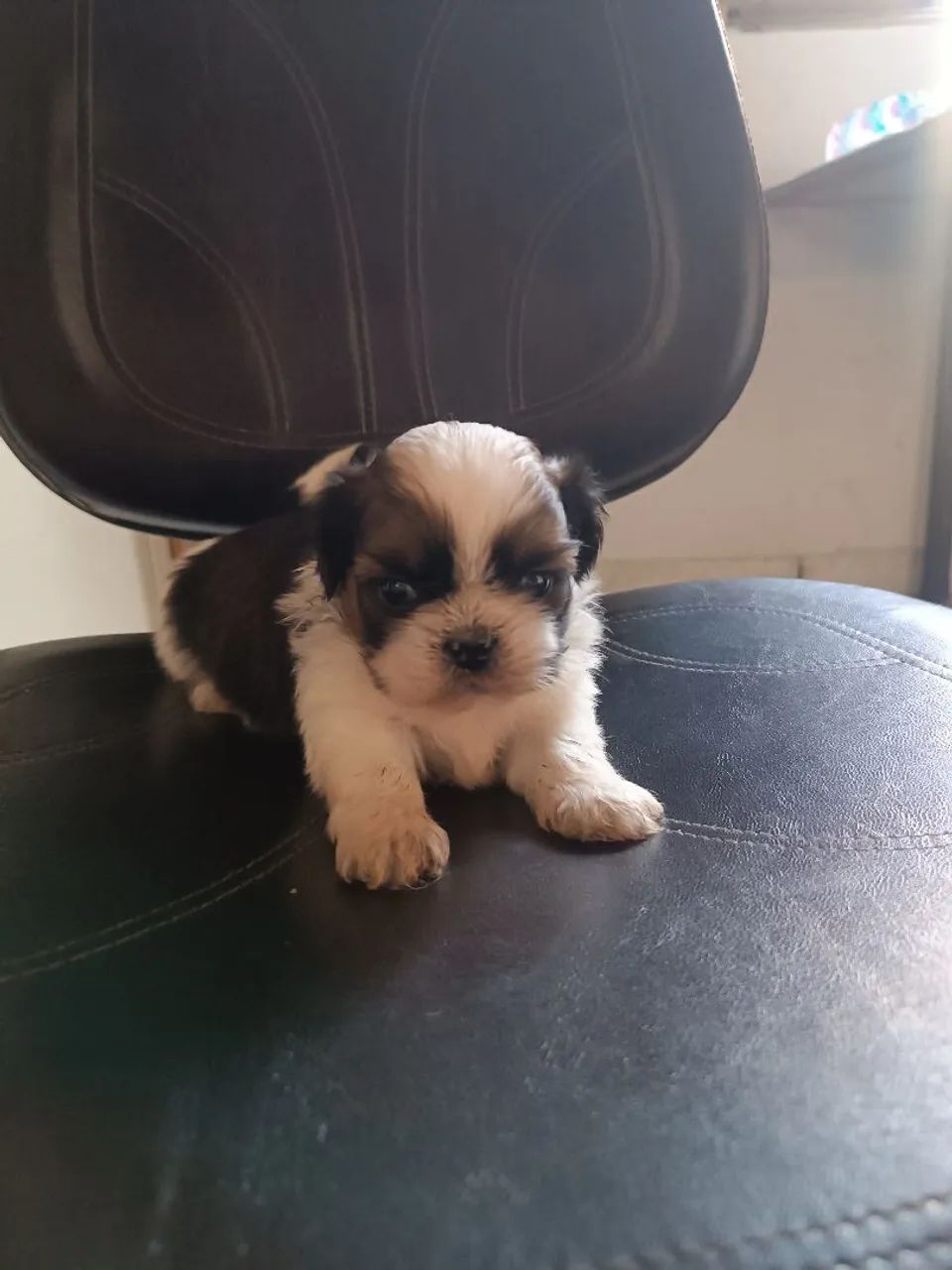 Shitzu macho - Foto 3