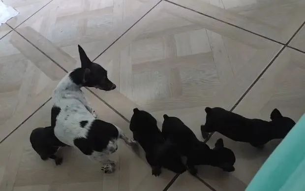 Filhotes de pinscher super pequenos * - Foto 2