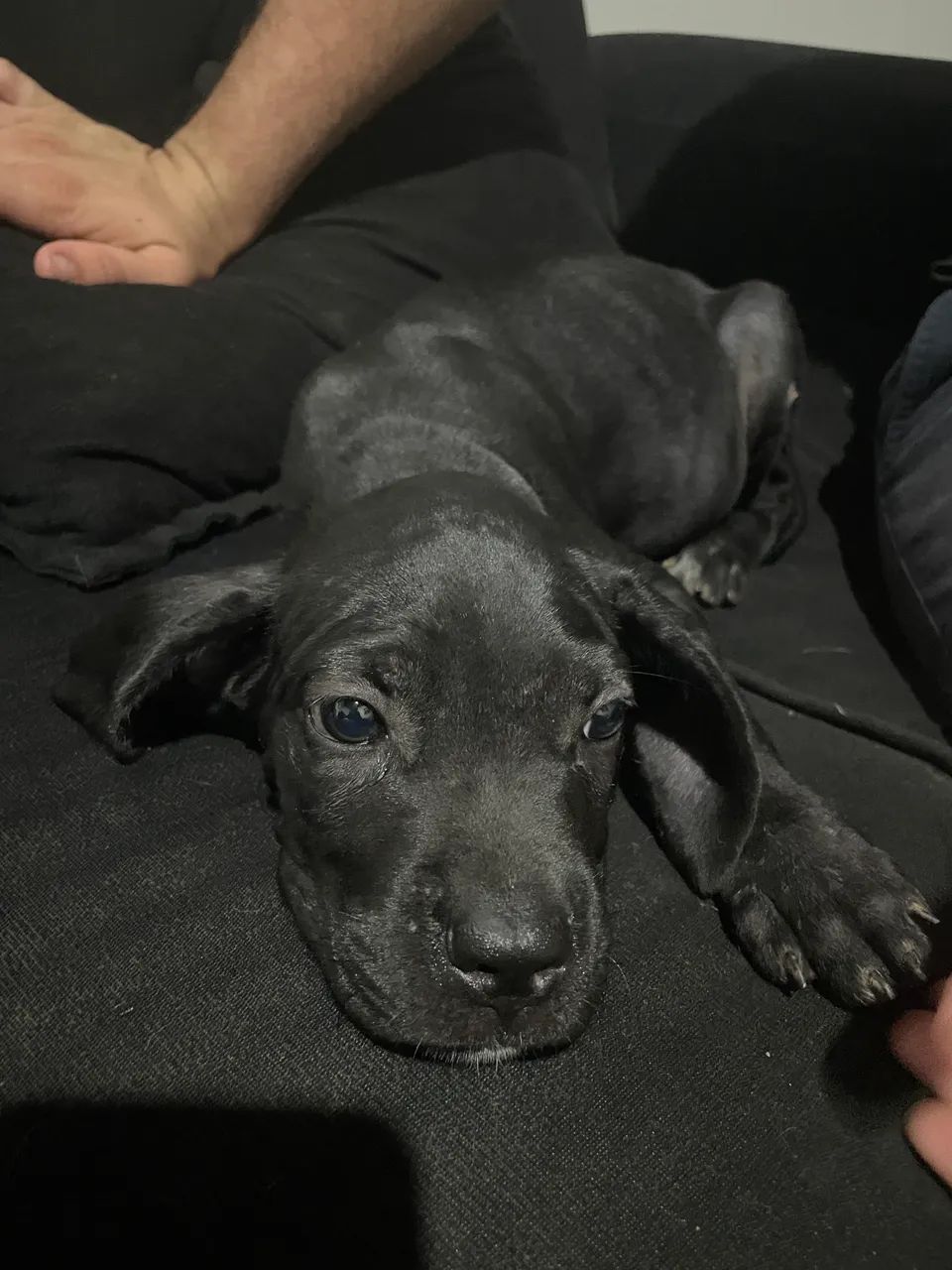 Cane Corso - Foto 5