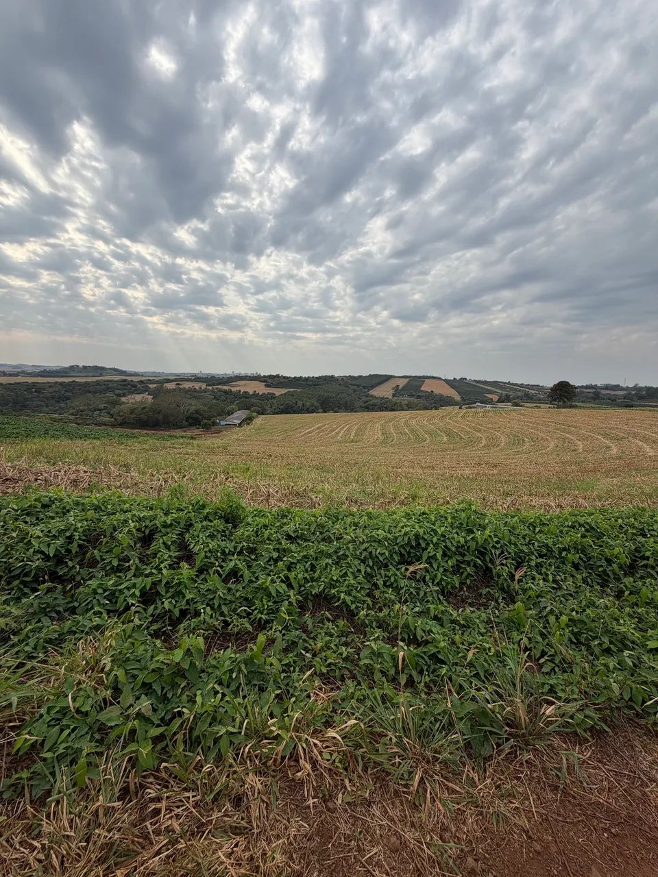 Vende se Chácara em Pirapó Apucarana  - Foto 5