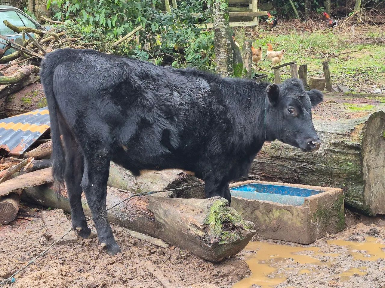 Novilhos - R$ 15,00  Kg - Foto 4