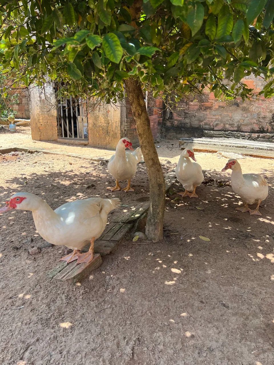 Patos 