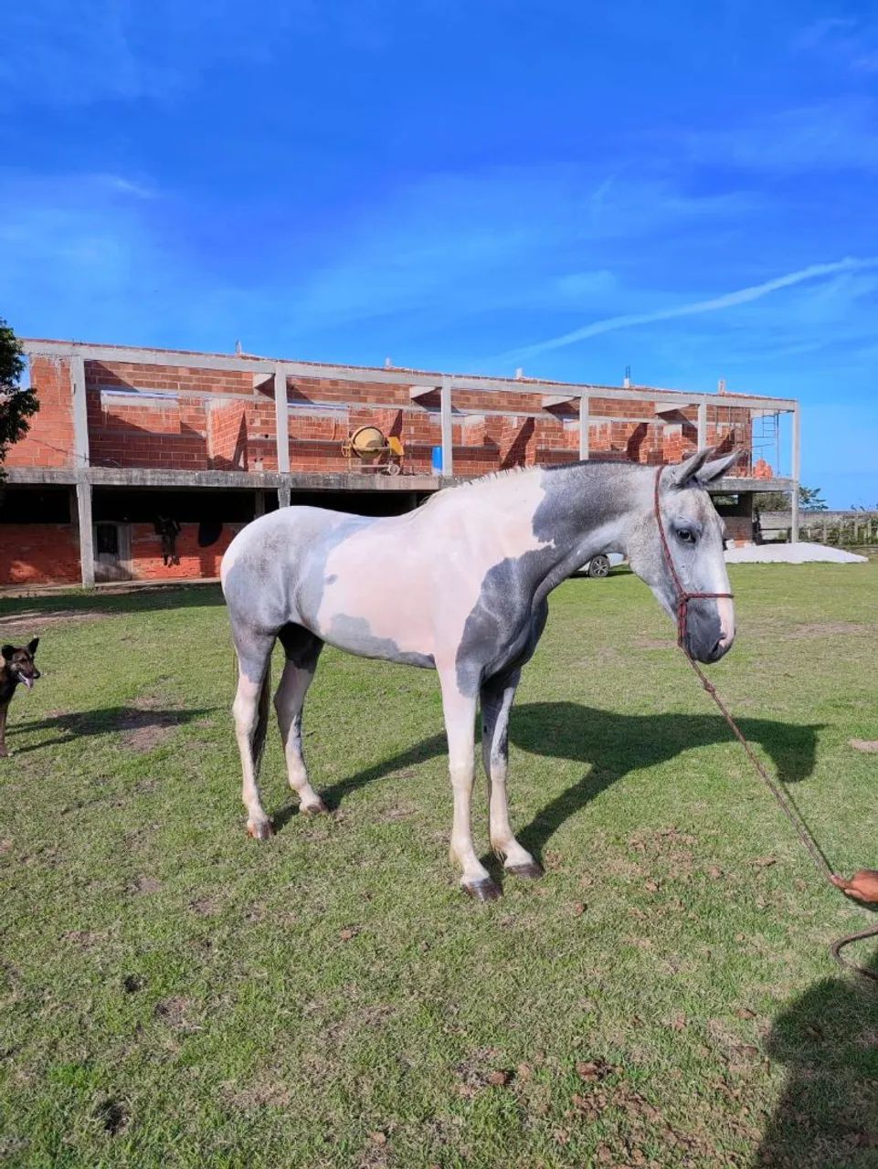 Égua mangalarga marchador registrada pampa - Foto 2