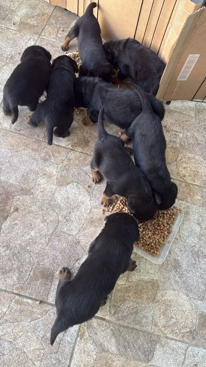 Cachorro rottweiler  - Foto 5