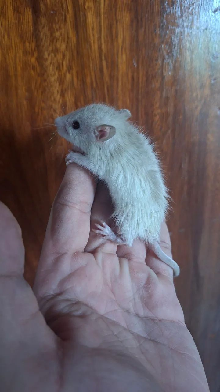 Rato Twister  - Foto 2