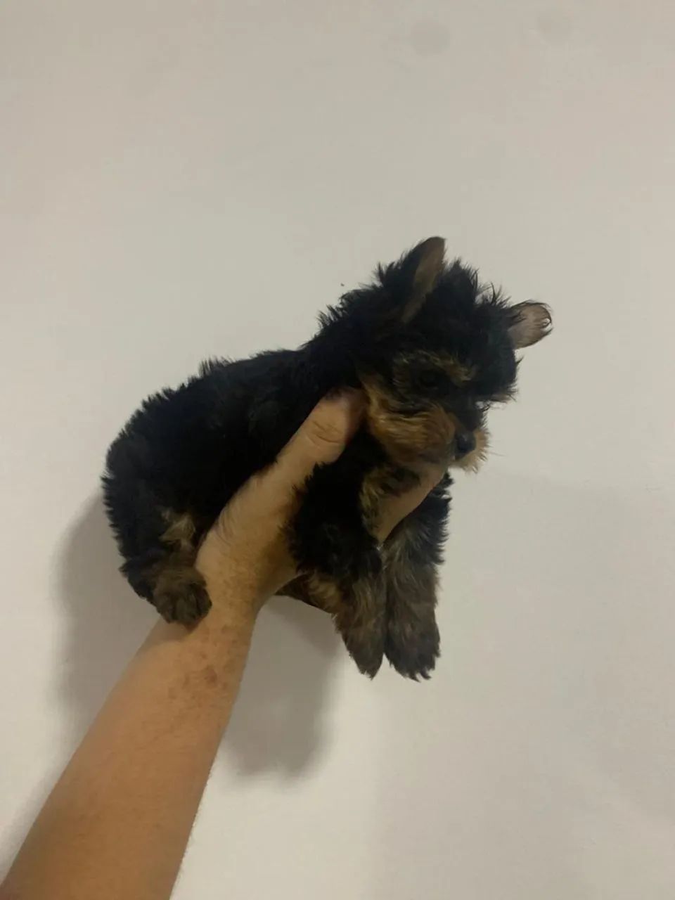 Yorkshire micro e padrão 