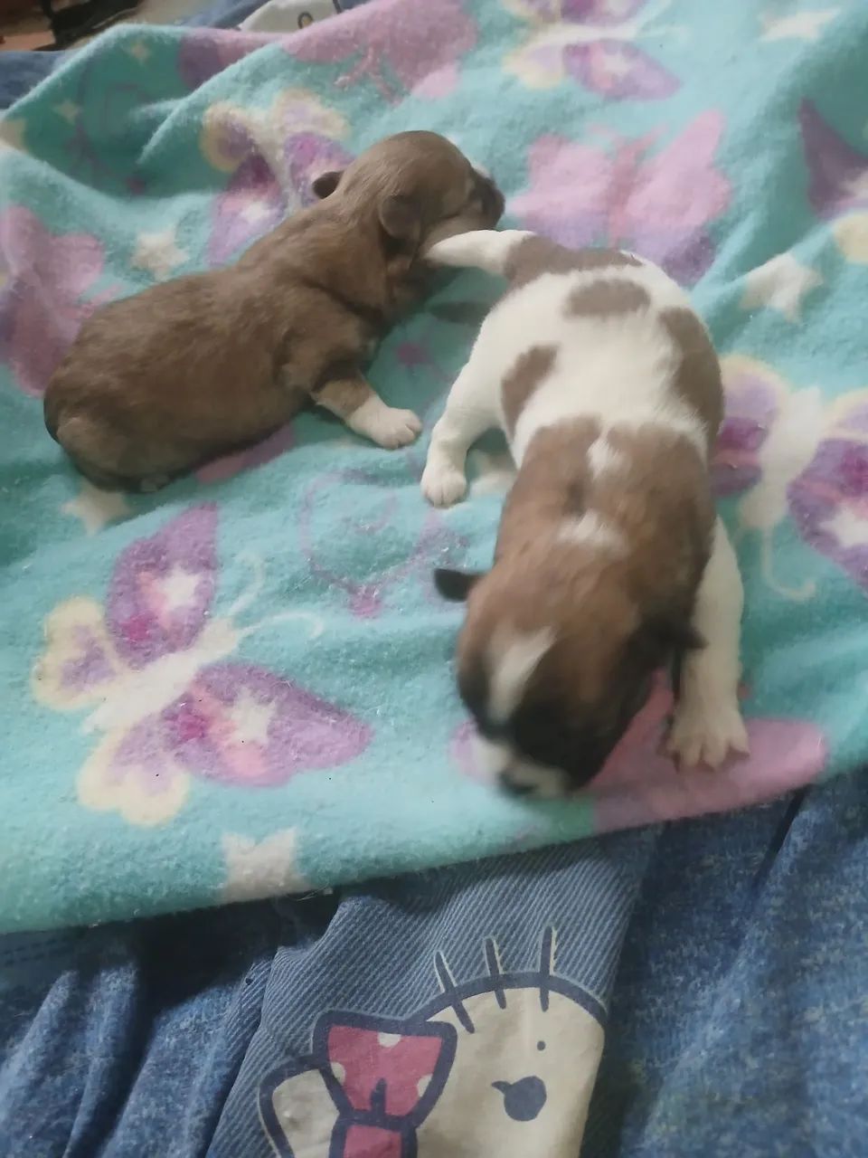 Machos chihuahua. 