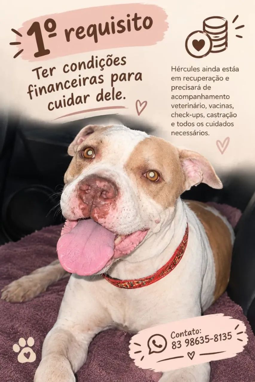 Cachorro macho Pitbull para adoção responsável 