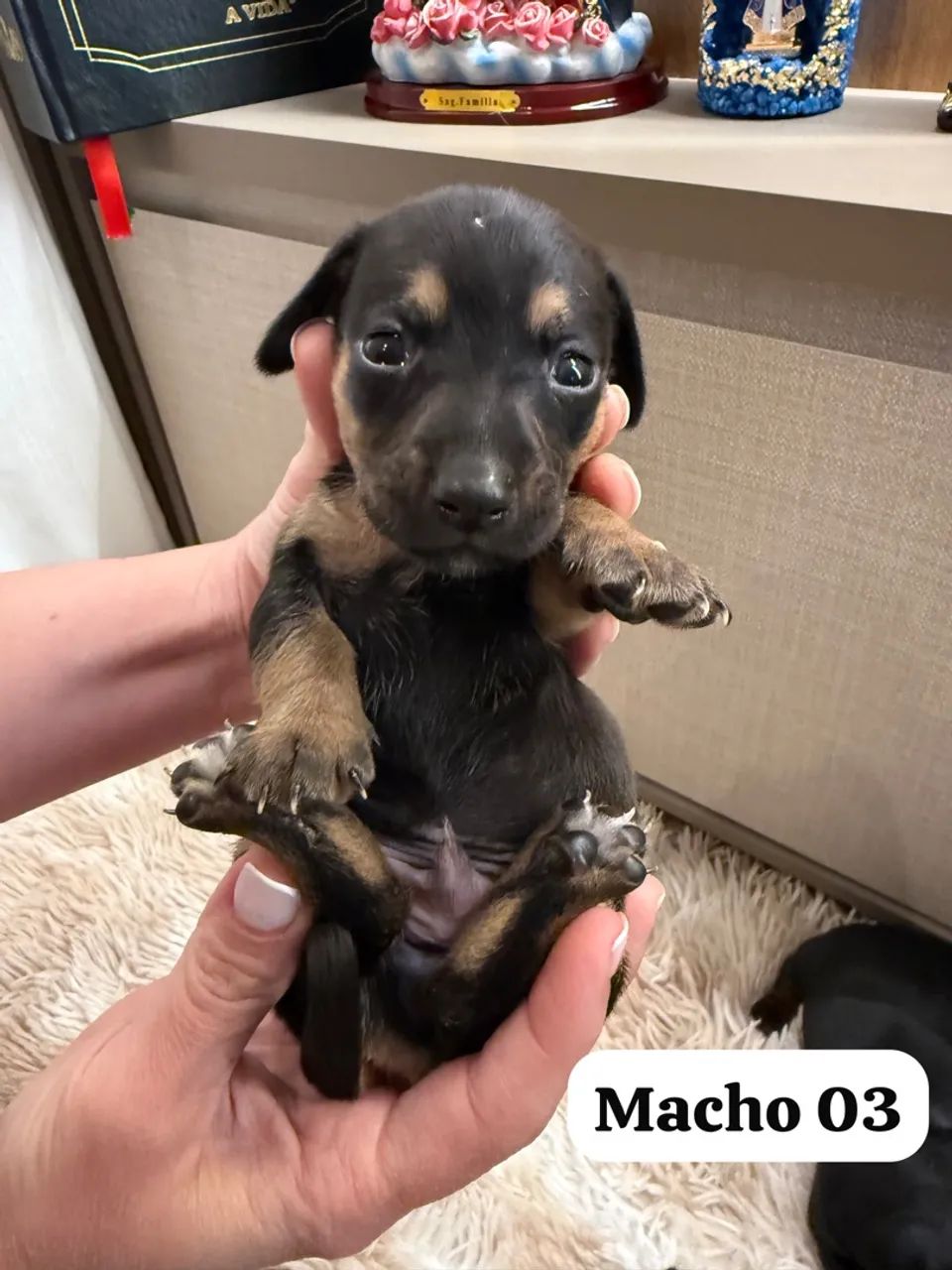 Vendo Cofape Piebal Salsichinha  - Foto 4