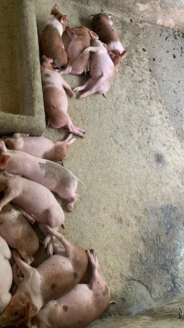 Leitão  - Foto 2