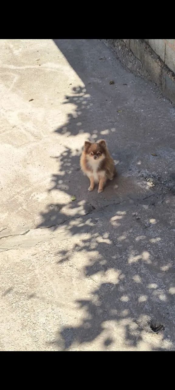 Spitz alemão