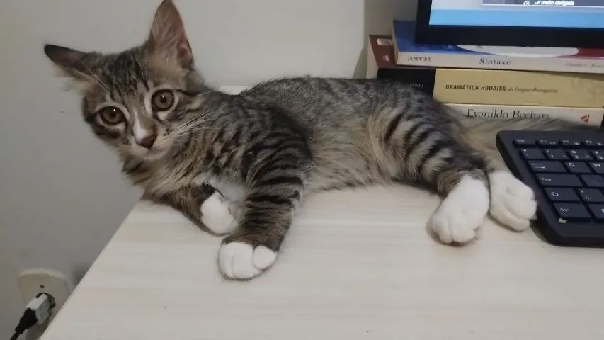 Gato para adoção - Foto 5