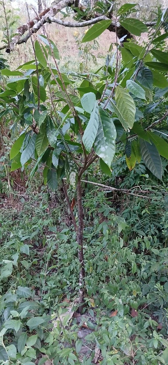 Sítio à venda 2,5 hectares  - Foto 5