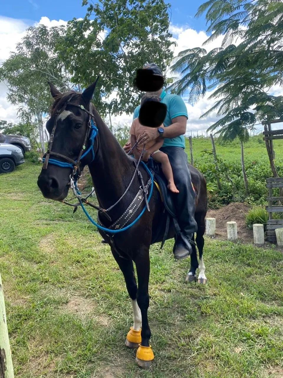 Cavalo Mangalarga Marchador Preto Registrado - Fator do Kelner - Foto 4