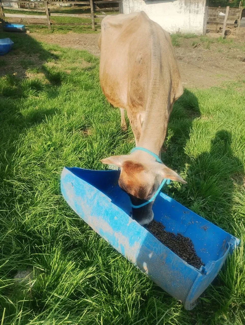 Vaca Jersey  - Foto 4