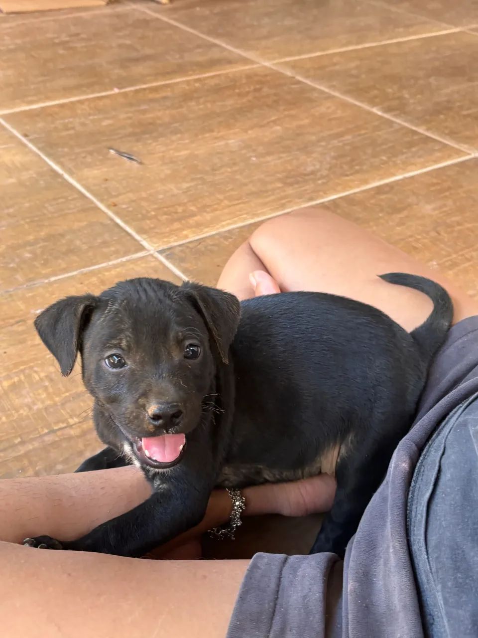 Adoção Responsável  - Foto 5