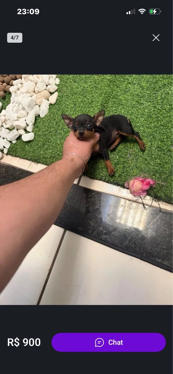 Pinscher 