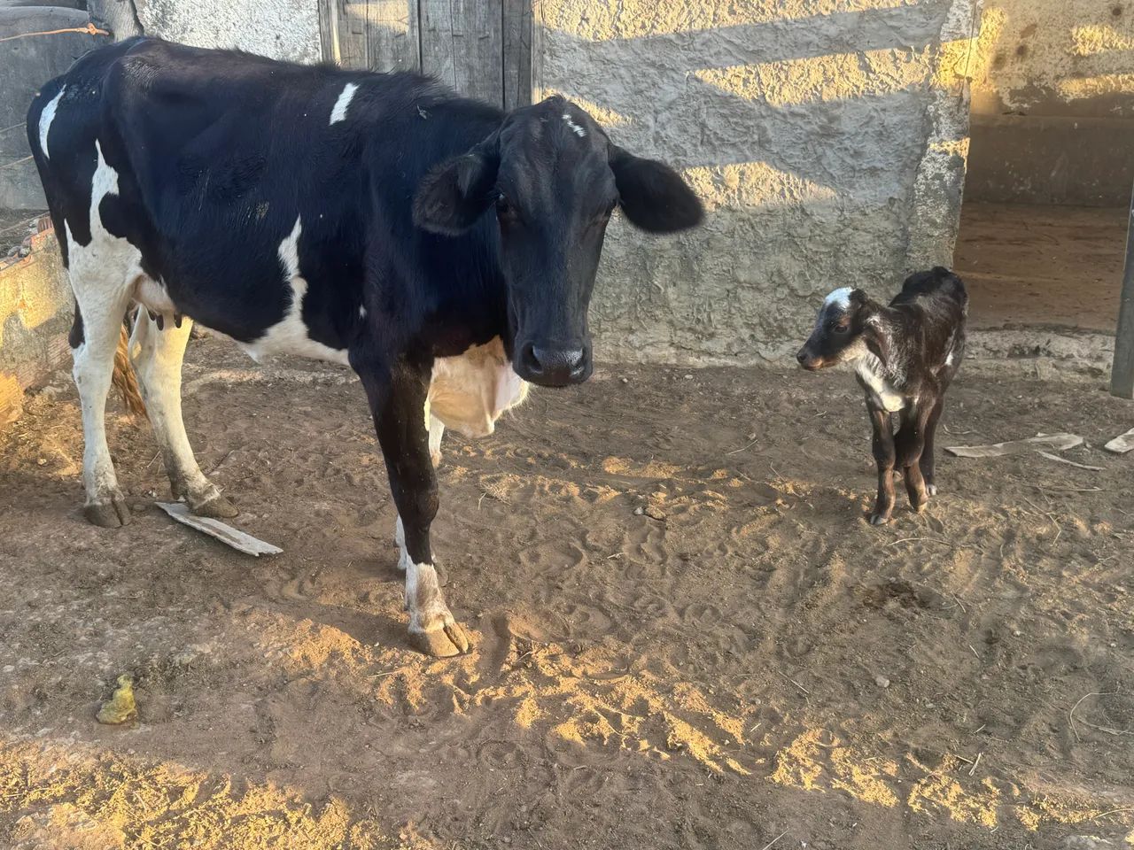 Vacas