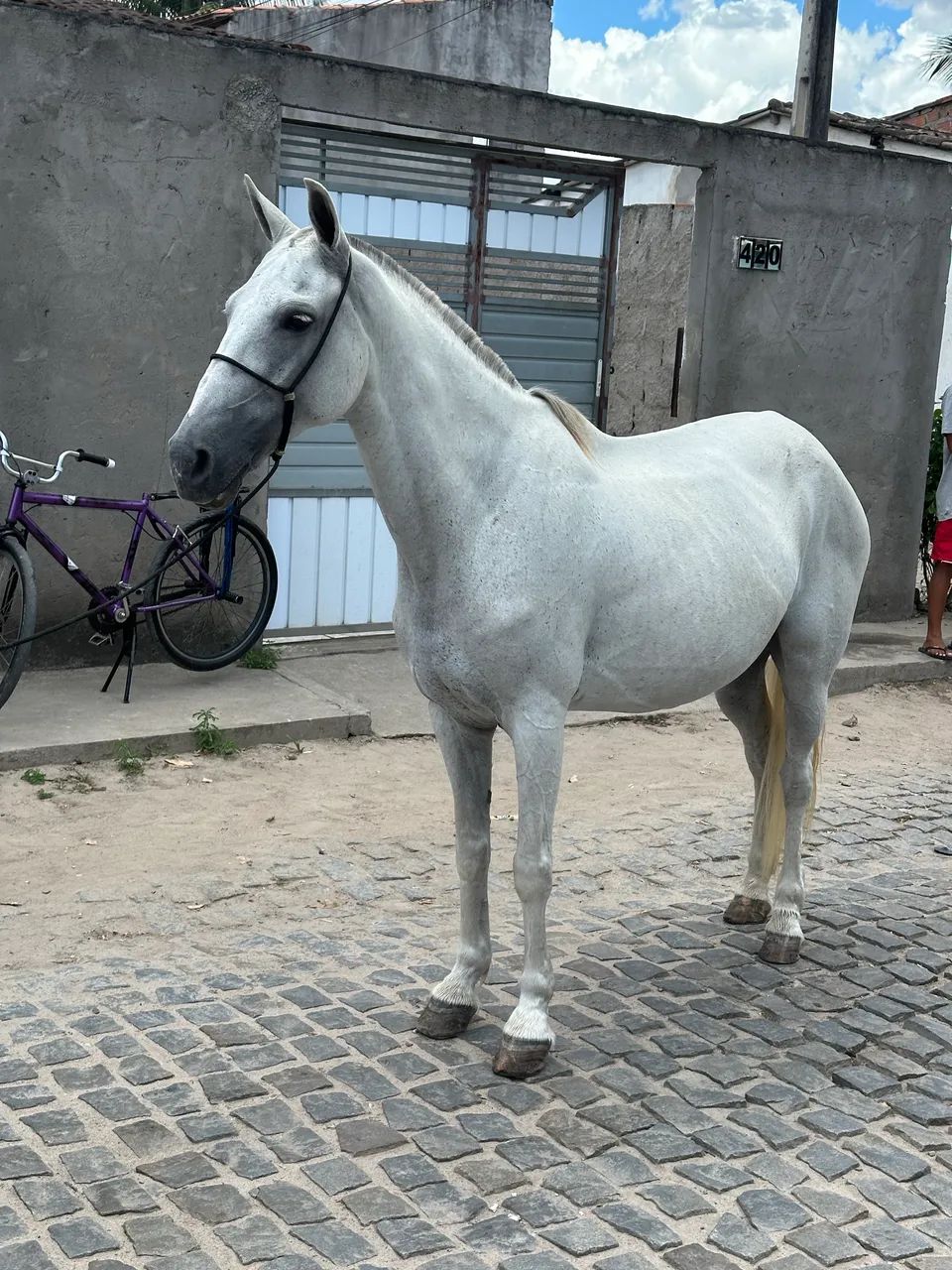 Égua com potra nos pés