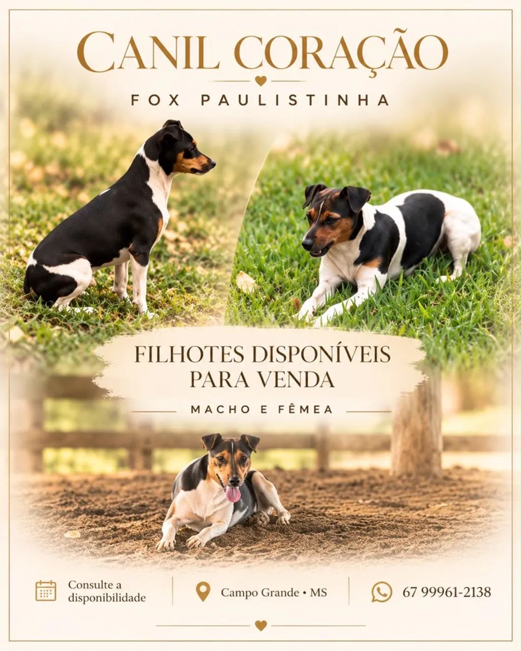 Fox Paulistinha  - Foto 2