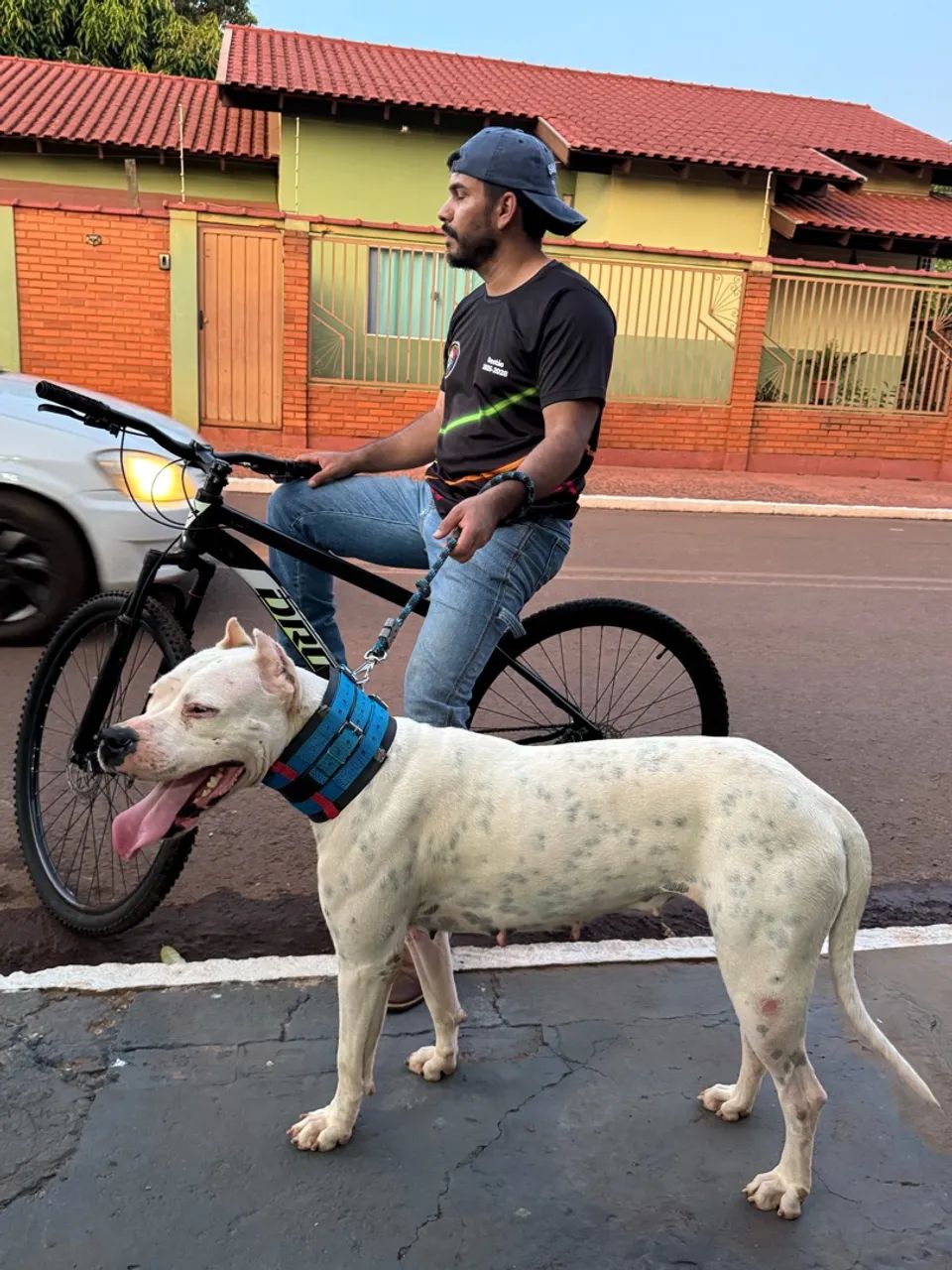 Cachorro  - Foto 4