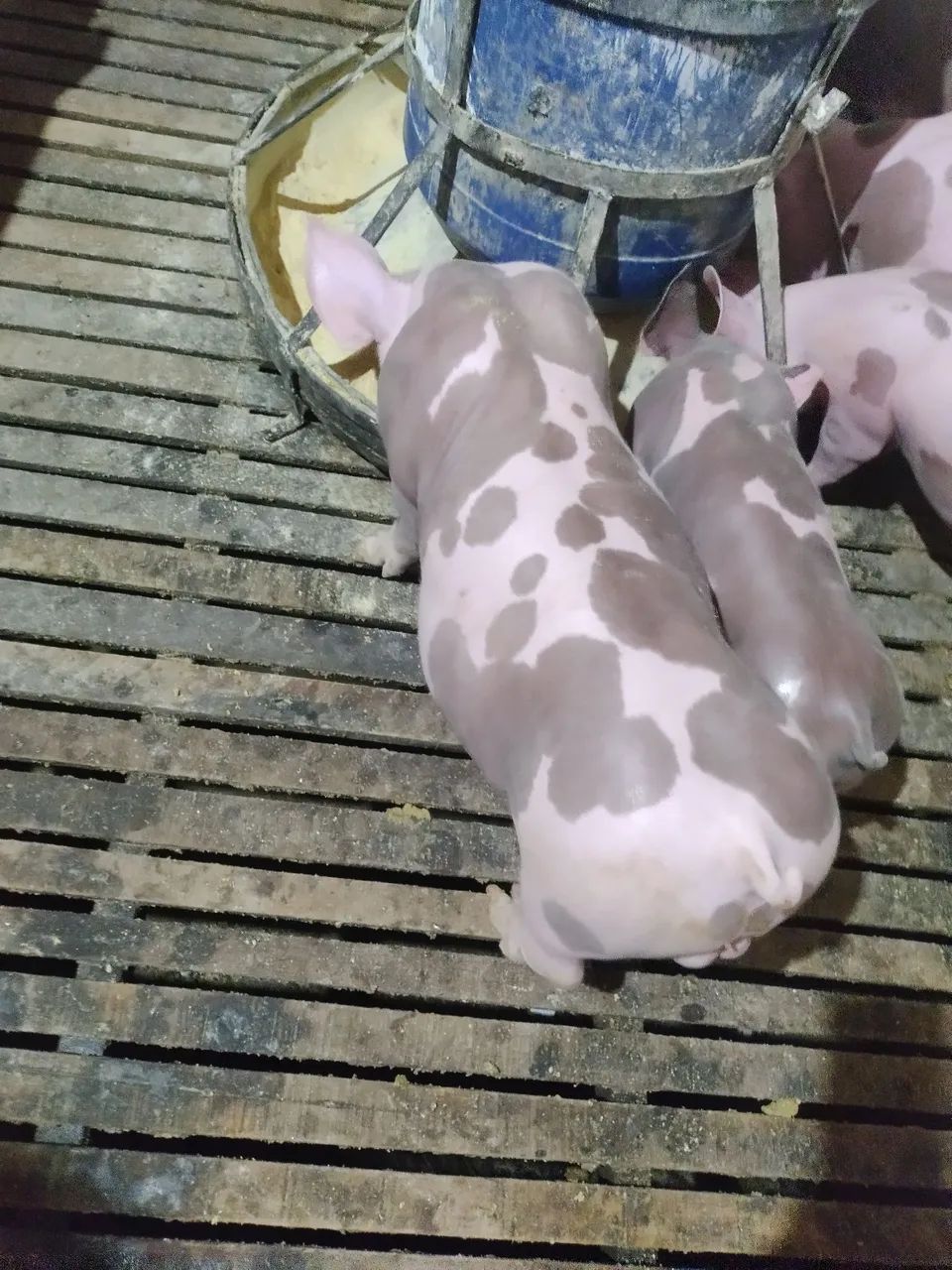 Vendo porco pietram pó para reprodução 